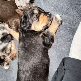 Boomer - Black phantom male Aussiedoodle puppy in Warrensburg, Missouri from Dreamer Ridge Puppies