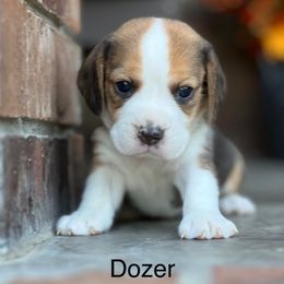 Dozer - Black tan and white male Beagle puppy in Mansfield, Missouri from Rippee Creek Kennel