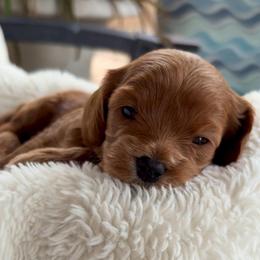 Jessie - Red female Cavapoo puppy in Gilbert, Arizona from Arizona Toy Cavapoos – Health‐Tested & Home‐Raised