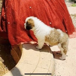 Saint Bernard Puppies from St Bernard Kingdom, LLC