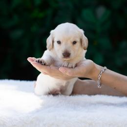 Cooper - Cream male Dachshund puppy in Fort Myers, Florida from Blossom Paws