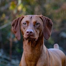 Lucy  - Vizsla