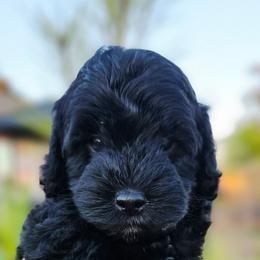 Storm - Black male Cockapoo puppy in Indiahoma, Oklahoma from Phamily Doodles