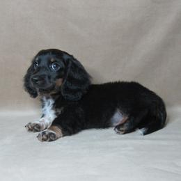 Rio - Black and tan male Dachshund puppy in Pana, Illinois from Doxie Waggin Tails