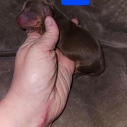Girl 4 - Chocolate and tan female Dachshund puppy in Lansing, Michigan from Black Thunder 517 Cane Corso and Dachshunds and frenchies