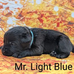 Mr. Light Blue - Black male Labrador Retriever puppy in Lebanon, Pennsylvania from Robertson's Retrievers and Doodles