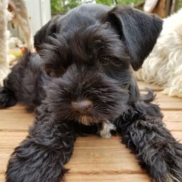 Miniature Schnauzers from Tammie Corrow's Miniature Schnauzers