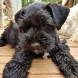 Miniature Schnauzers from Tammie Corrow's Miniature Schnauzers