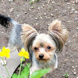 Clover - Yorkshire Terrier