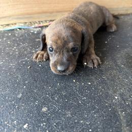Ellie - Brindle female Dachshund puppy in Pearce, Arizona from Katy West Weenies