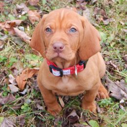 Vizsla, Weimaraner, and Wirehaired Vizsla Puppies from Willow Ridge Kennel