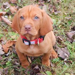 Vizsla, Weimaraner, and Wirehaired Vizsla Puppies from Willow Ridge Kennel