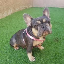 Star - French Bulldog