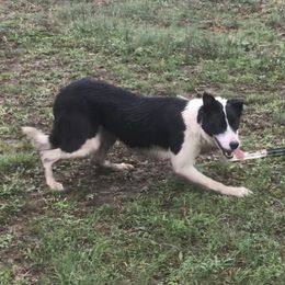 Stella - Border Collie