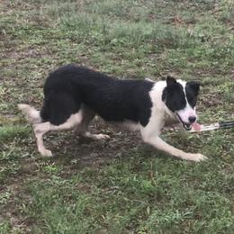 Stella - Border Collie
