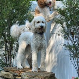 Goldendoodle All Grown Up from Faithfully Yours Doodles