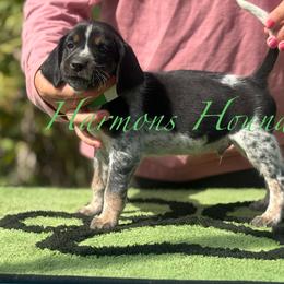 Goose - Blue ticked and tan male Bluetick Coonhound puppy in Mount Pleasant, Texas from Harmons Hounds