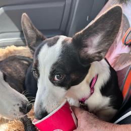 Rabbit - Black and white female Cardigan Welsh Corgi puppy in Crystal River, Florida from Coopers Korner (CK CORGIS)