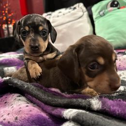 Dachshund Puppies from JnA Dachshunds