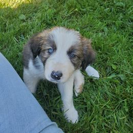 Sable - Sable male Border Collie puppy in Chester, Vermont from Countryside Border Collies