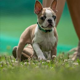 Etta - Boston Terrier