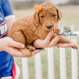 Dachshund, Goldendoodle, and Sheepadoodle Puppies from Doodles & Doxies