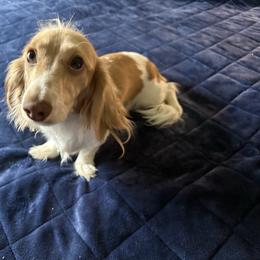 Holly - Dachshund