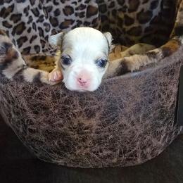 Mia - Merle female Chihuahua puppy in Amity, Pennsylvania from Baxters Chihuahuas
