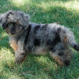 Reese BMF darkest - Blue merle female Aussiedoodle puppy in Lawton, Oklahoma from Lindsey’s Aussies