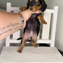 Chase - Black and tan male Dachshund puppy in Maidsville, West Virginia from L&B Lowriders