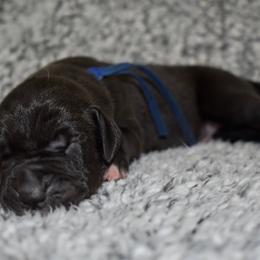 Jack Daniels - Black and white male Great Dane puppy in Chapmansboro, Tennessee from Balthrop Bend Farms