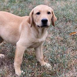 No Collar - Yellow Labrador Retriever puppy in Mansfield, Missouri from Labradors of Moxley Meadow