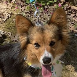 Honey - Pembroke Welsh Corgi