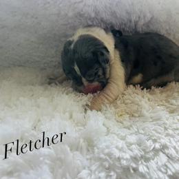Fletcher - Mantle merle male Great Dane puppy in Liberty, New York from Catskills Greatest Danes