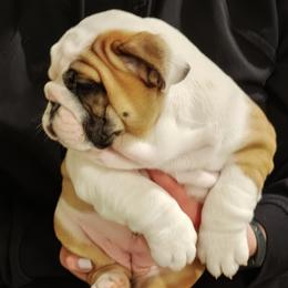 Girl 5 - Red and white female Bulldog puppy in Salina, Kansas from Big Pine Bulldogs