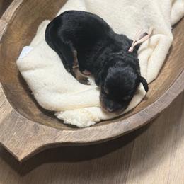 Bella - Tri-color female Bernedoodle puppy in Bellevue, Iowa from Blended Acres & Kennels
