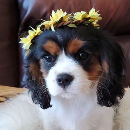 Cavalier King Charles Spaniels from Sanders Sweet Cavaliers