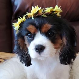 Cavalier King Charles Spaniels from Sanders Sweet Cavaliers