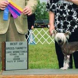 Chinese Crested Puppies from Breezy Meadows