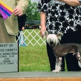 Chinese Crested Puppies from Breezy Meadows