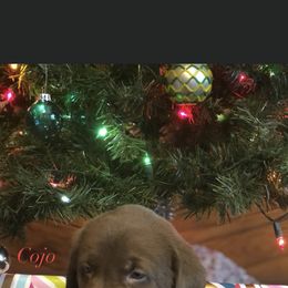 Labrador Retriever Puppies from Mineau’s Farm Labrador Retrievers