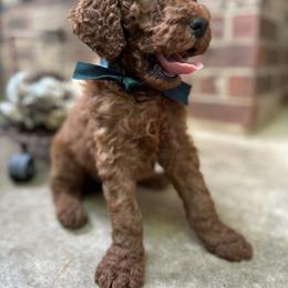 Spinel - Red  male Poodle puppy in Round Rock, Texas from Round Rock Rubies