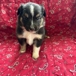 Australian Shepherd Puppies from Chania Vos