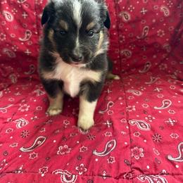 Australian Shepherd Puppies from Chania Vos
