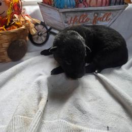 Brown Collar Male - Black male German Shepherd puppy in Cadet, Missouri from Working Valley Shepherds