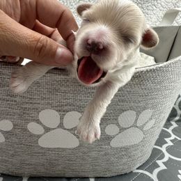 Boy 1 - Apricot male Maltipoo puppy in Denair, California from 209PuppiesCaliforniaMaltipoo