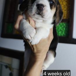 Meadow - Black tan and white male Beagle puppy in Susanville, California from Homegrown Beagles