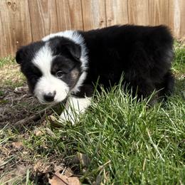 Jim - Black tri male Miniature Australian Shepherd puppy in Bethany, Illinois from Rachel at Marrowbone Creek Aussies