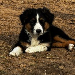 Cider - Black tri male Miniature Australian Shepherd puppy in Granbury, Texas from Jubilee Acres