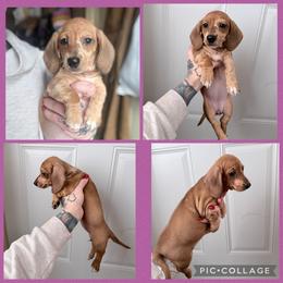 Shaded red dapple female - Dapple female Dachshund puppy in Madison, Wisconsin from SK Miniature   Dachshunds
